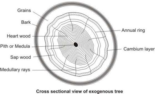 Structure of Wood
